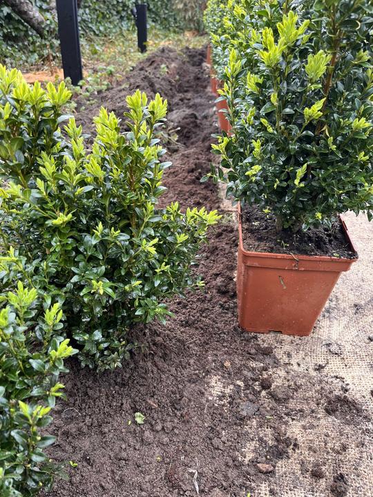 plantering